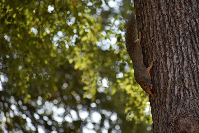 斯崛起的希 斯崛起的希